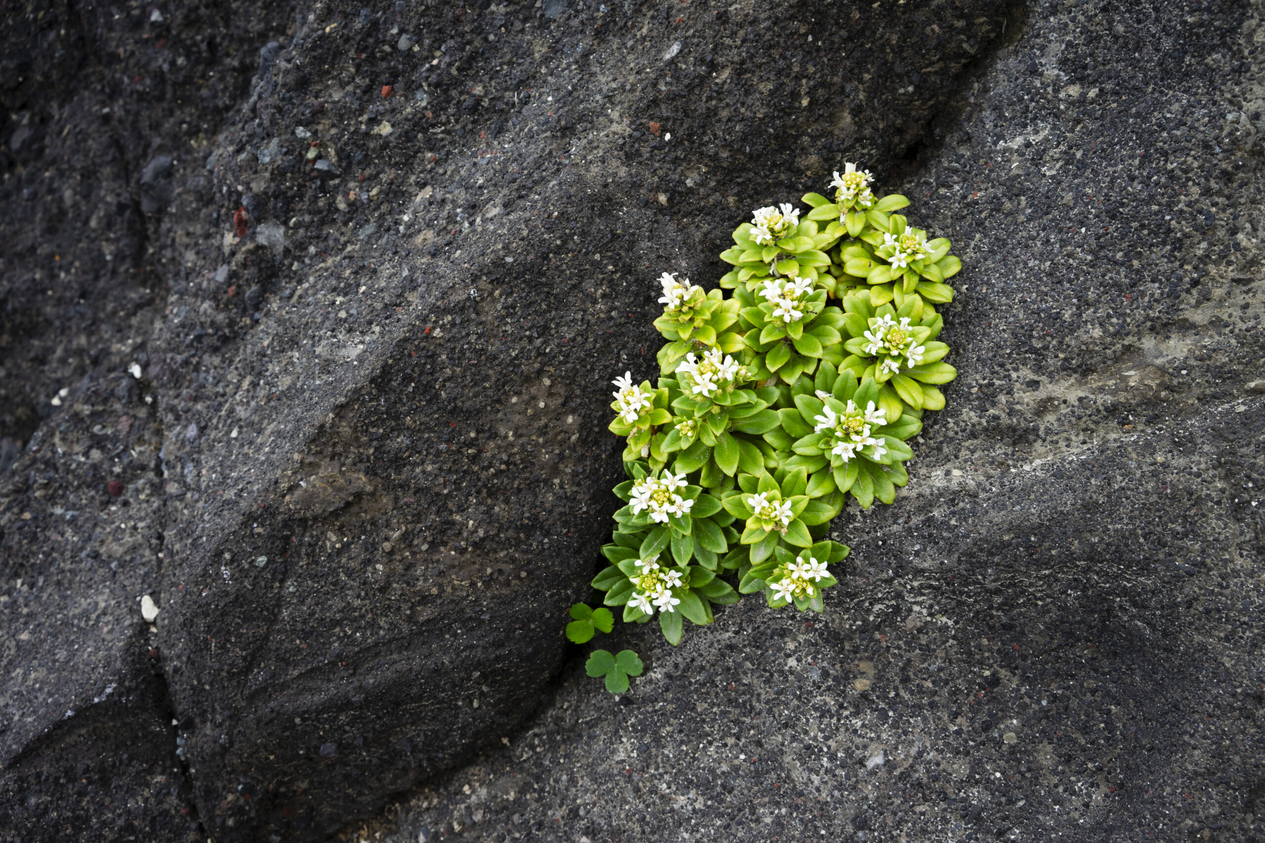 三浦半島荒崎海岸に見られる玄武岩質の火山灰層（神奈川県横須賀市）