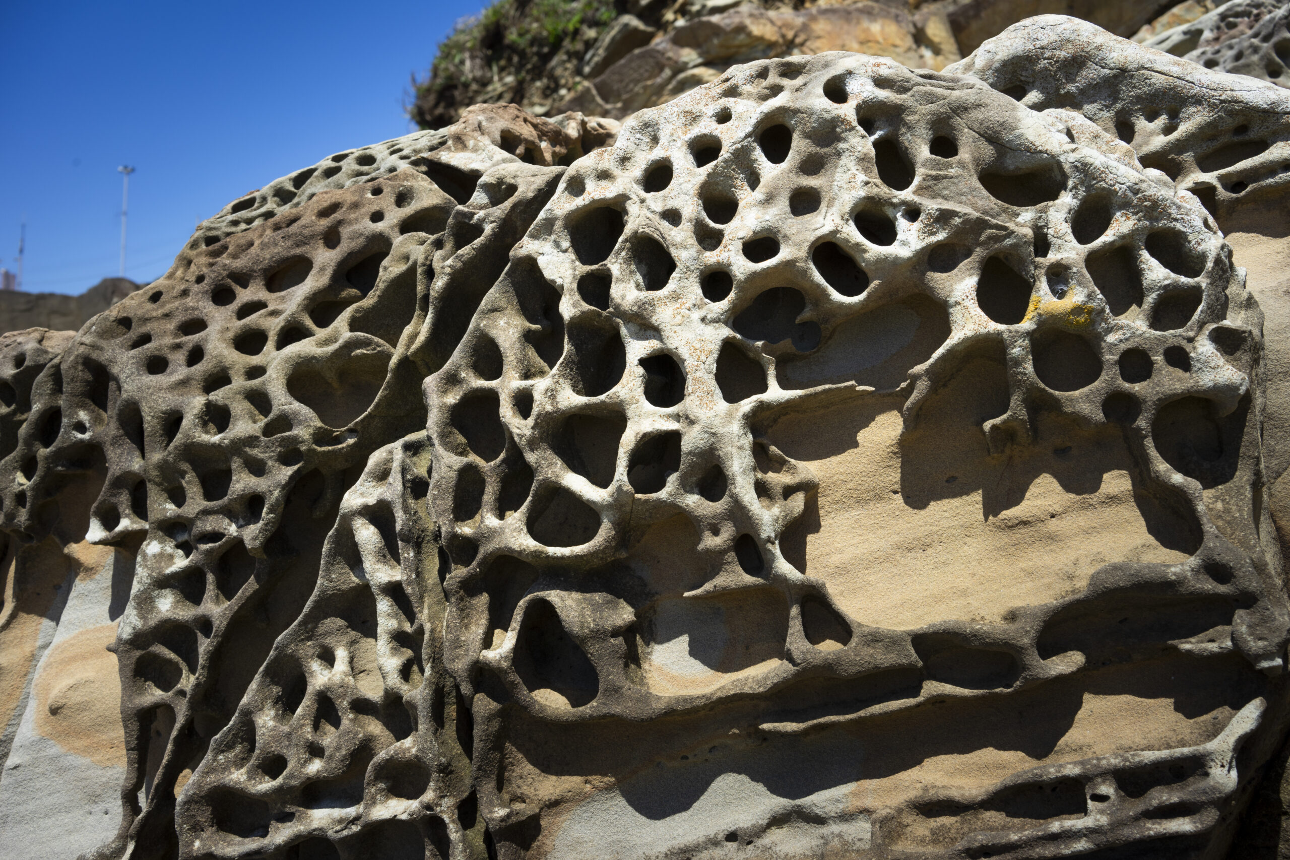 犬吠埼の砂岩に発達したタフォニ（千葉県銚子市）